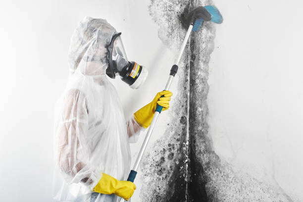 Mold Documentation for Insurance Claims in Timberlake, VA