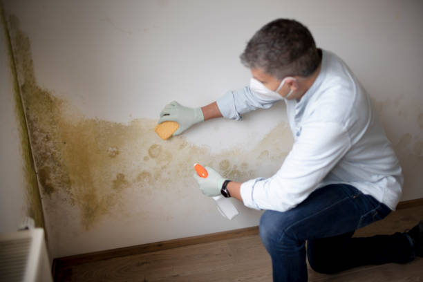 Best Mold Damage Restoration  in Timberlake, VA